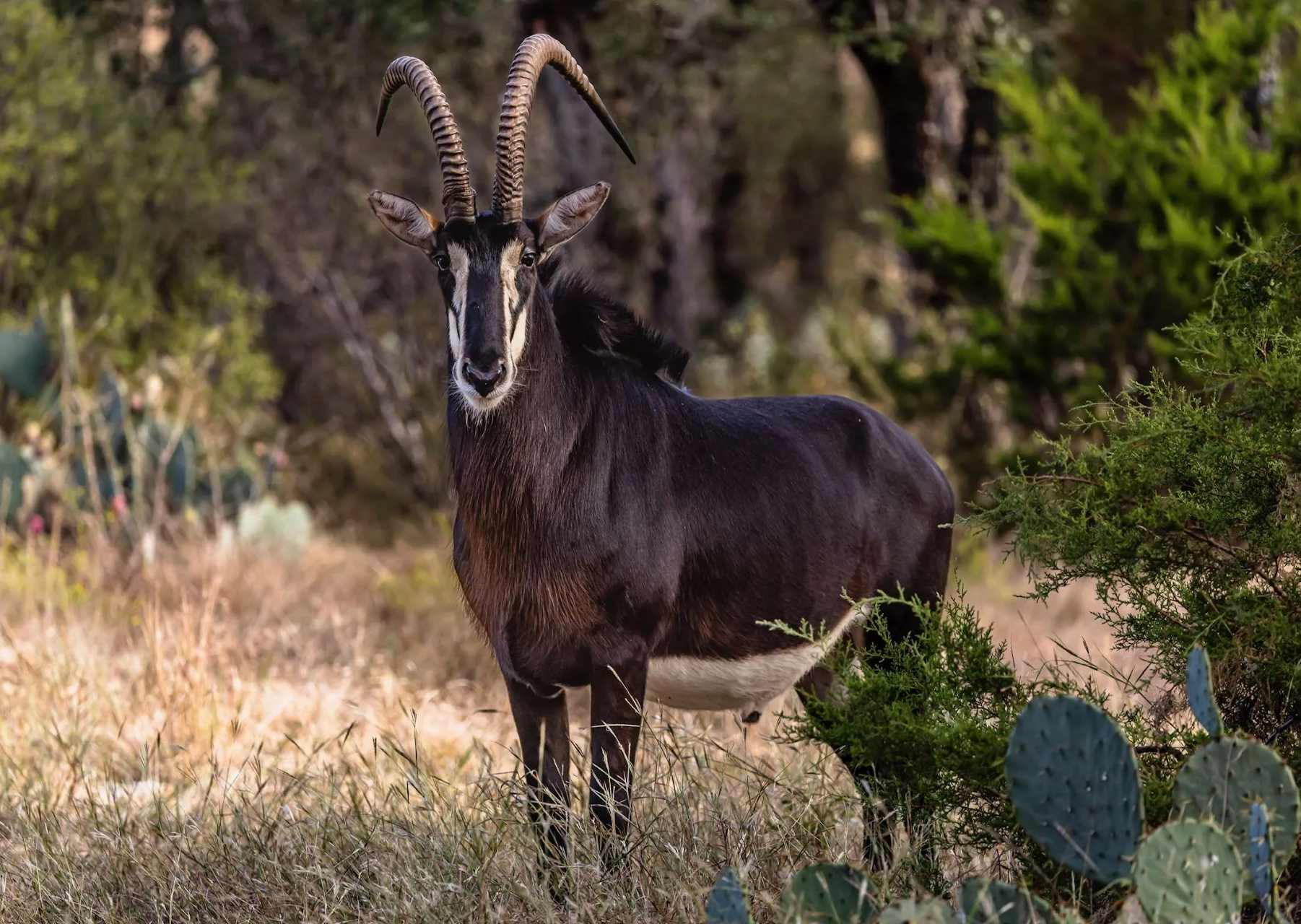 Texas Trophy Sable Antelope Hunt 131